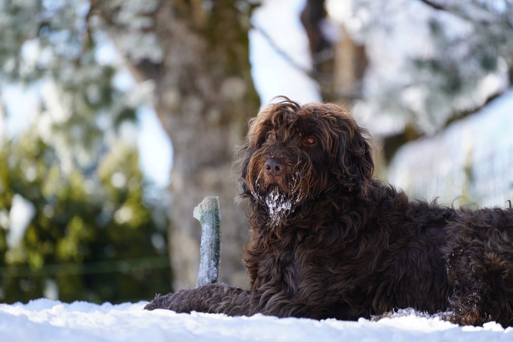 Why Are My Dog's Ears Cold? 4 Reasons & Vet-Approved Advice