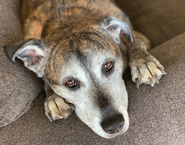 Great Pyredane (Great Pyrenees & Great Dane Mix): Info, Pictures, Facts