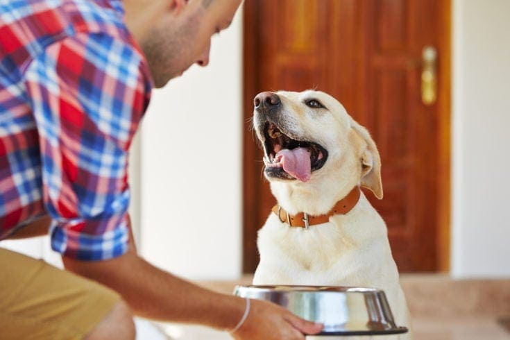 feeding dog