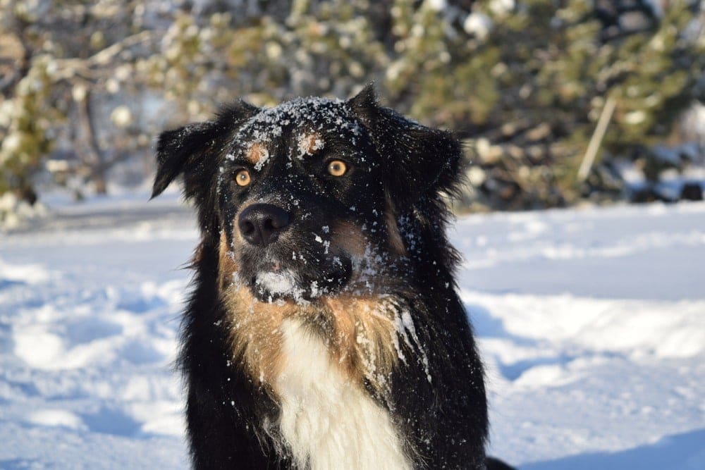 Border-Aussie