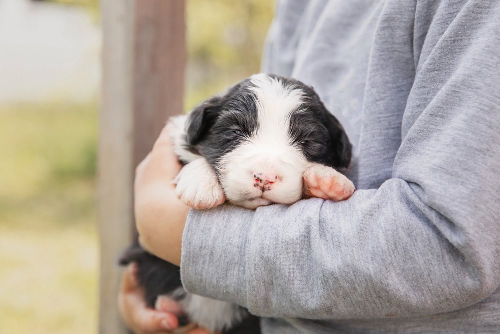 Border-Aussie puppy