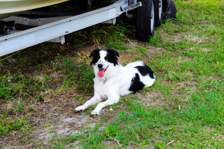 Border-Aussie