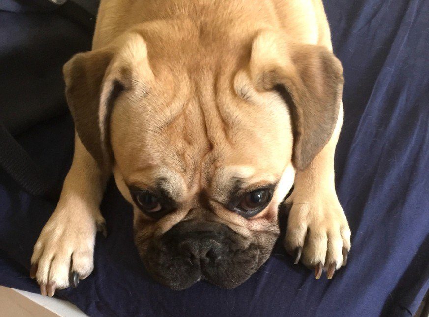 11 Dogs That Are Similar to Pugs (With Pictures)