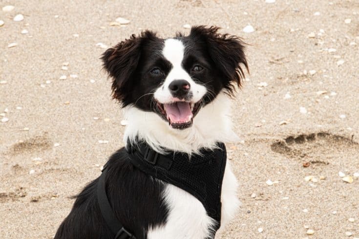 Cavapom (Pomeranian & Cavalier King Charles Spaniel Mix): Info, Pictures, Facts