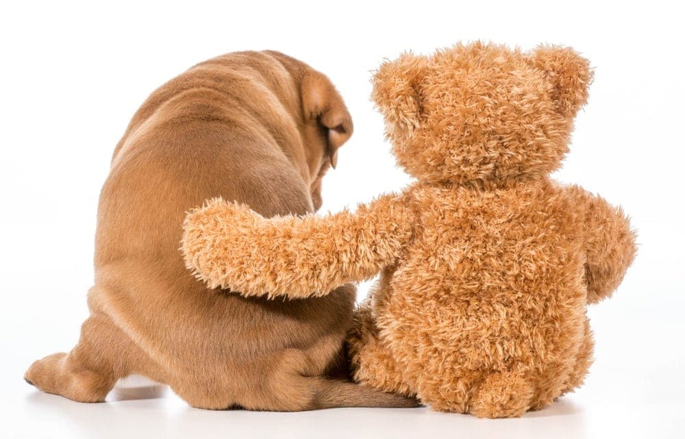 15 Cute & Small Teddy Bear Dog Breeds - These Pups Look Like Cuddly Toys!