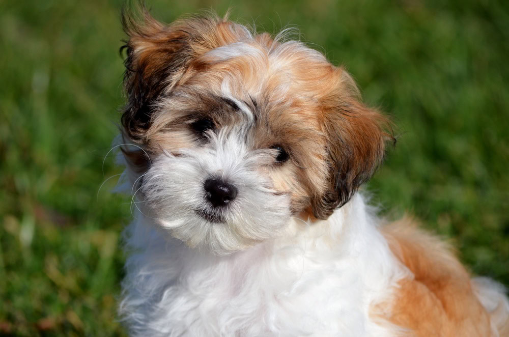 Cock-a-Tzu (Cocker Spaniel & Shih Tzu Mix): Info, Pictures, Facts