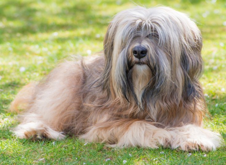 8 Dog Breeds Prone To Diabetes - Vet-Approved Facts & FAQ