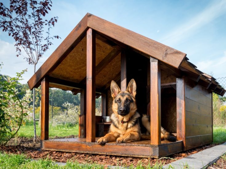 How To Build a Dog House in 4 Simple Steps (With Pictures)