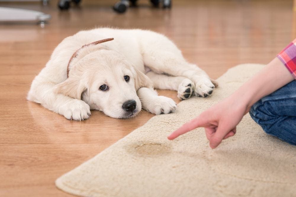 How to Stop a Dog From Peeing on the Carpet: 10 Expert Tips