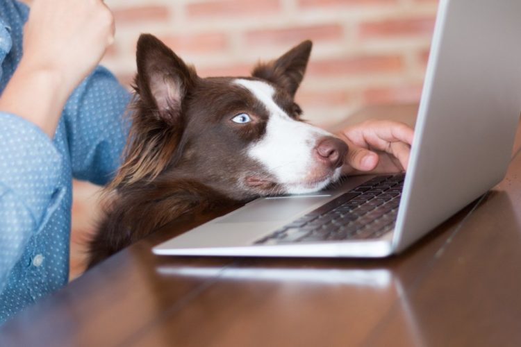 8 Best Online Pet Stores for Supplies & Accessories - 2026 Reviews & Top Picks