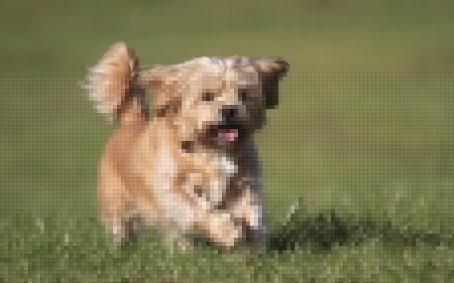 Shorkie (Shih-Tzu & Yorkshire Terrier Mix): Info, Pictures, Facts