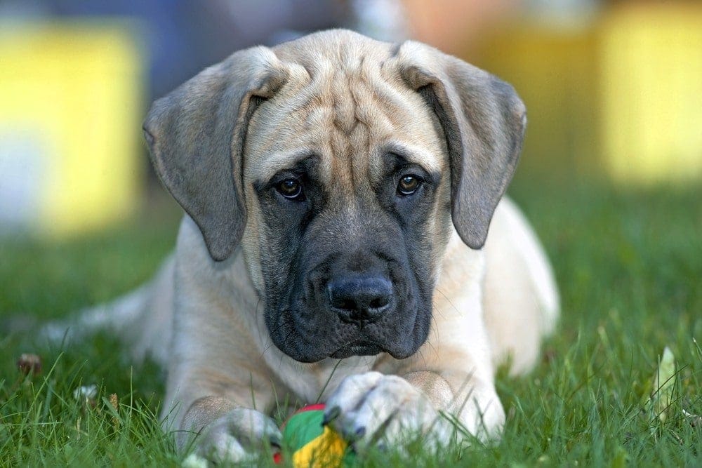 english mastiff