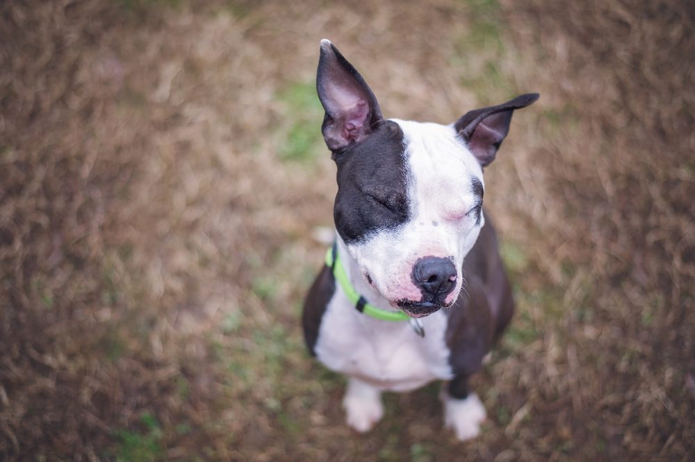 Boston Pit (Pit Bull & Boston Terrier Mix): Info, Pictures & More
