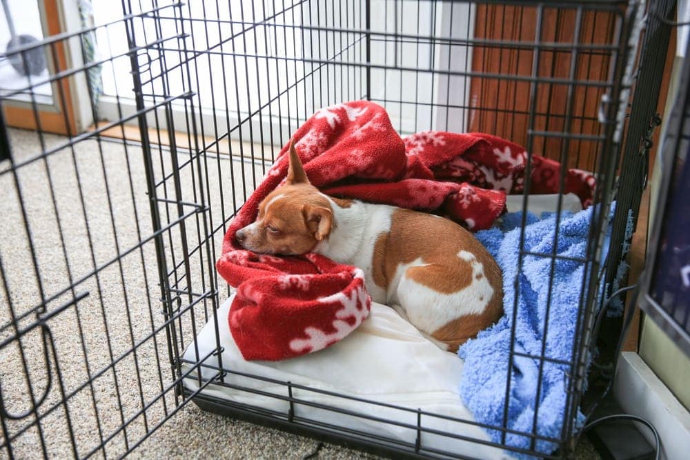 dog in crate
