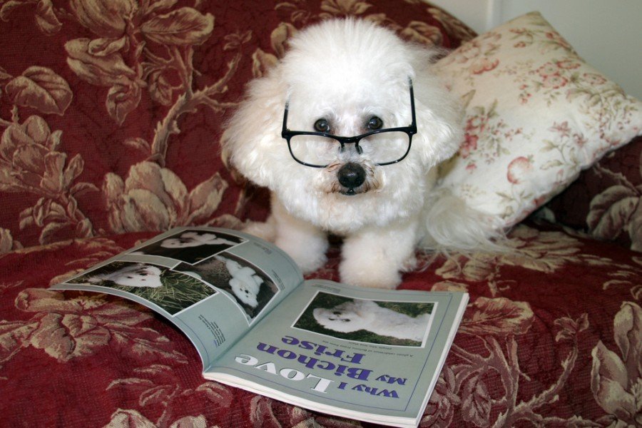 Top 10 Dog Magazines & Publications of 2026 - Reviewed and Compared