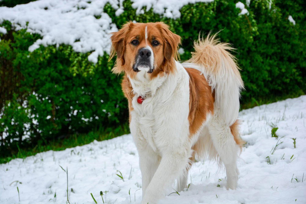 Saint Bernese (St. Bernard & Bernese Mountain Dog Mix): Info, Pictures, Care