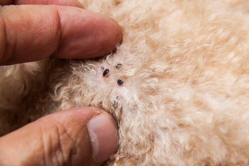 How to Flea Bomb With Indoor Cats: 7 Tips & Tricks