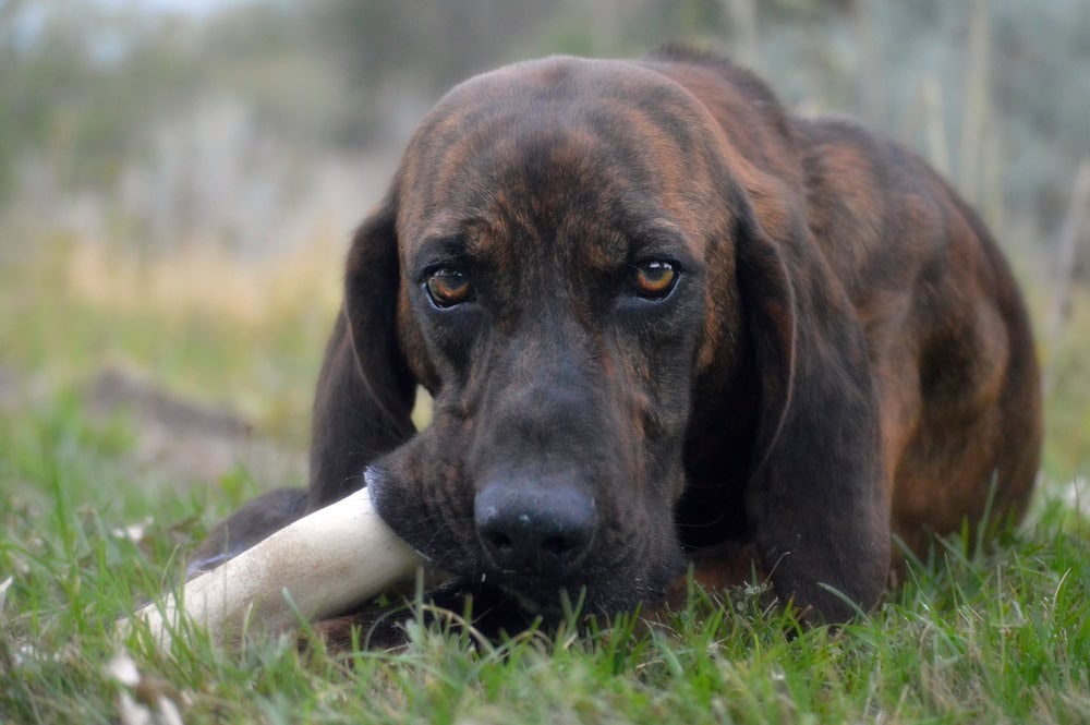Plott Hound: Info, Pictures, Characteristics & Facts