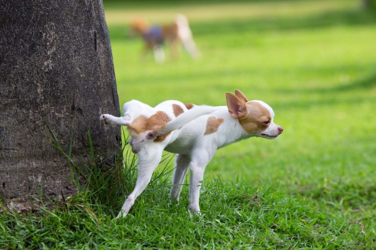 How to Get Rid of Dog Urine Smell Outside: 4 Proven Methods