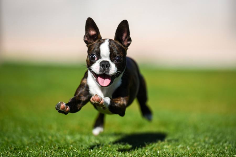 What Size Crate Does a Boston Terrier Need? Tips For Choosing a Comfortable Size