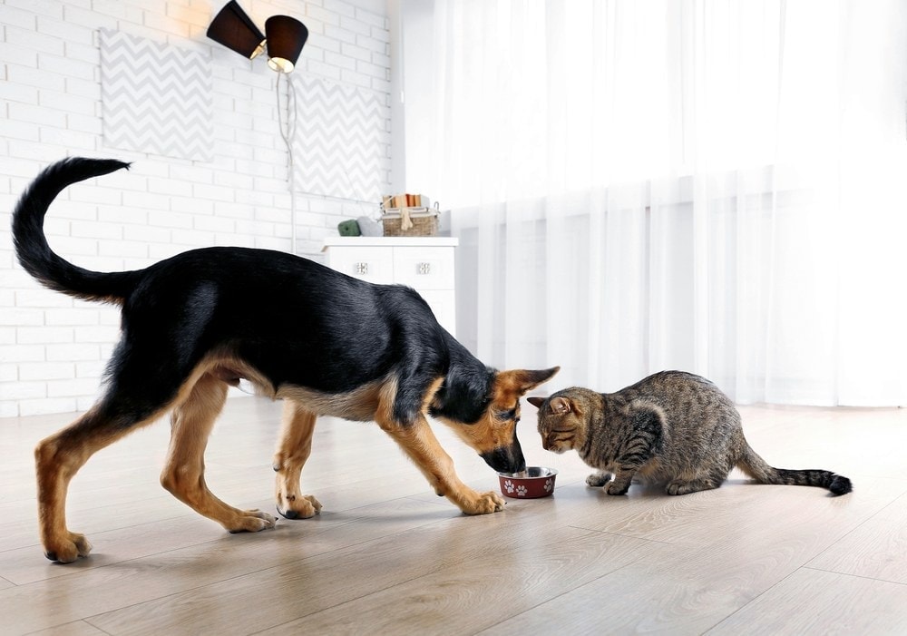 How to Stop Your Dog From Eating Cat Food: 5 Vet-Reviewed Tips