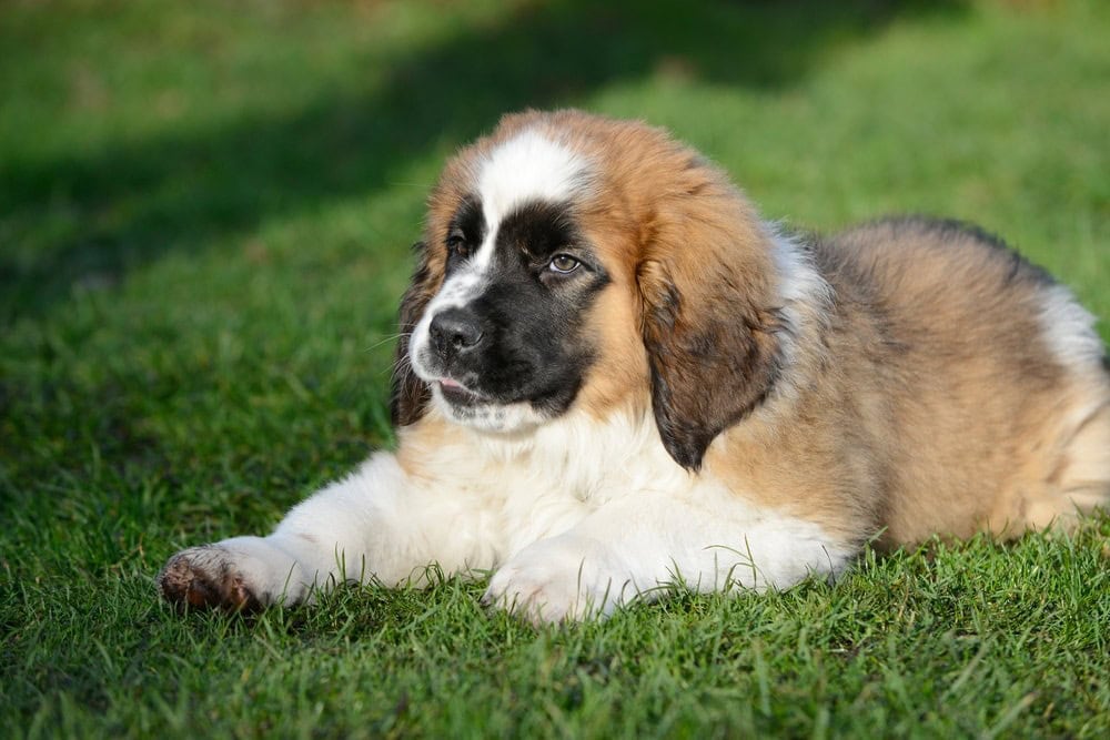 Mini St. Bernard (Cocker Spaniel & Saint Bernard Mix): Info, Pictures, Facts