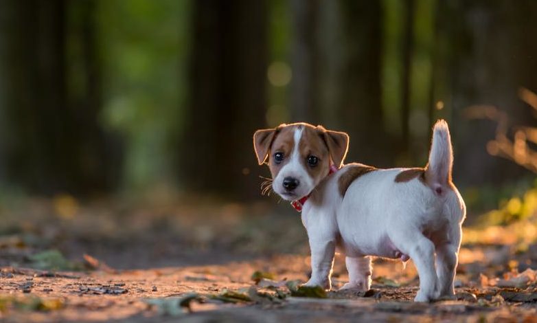 jack russell terrier puppy