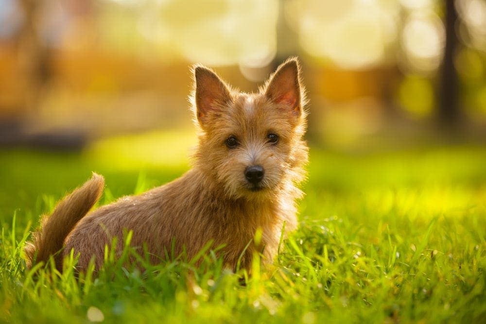 27 Dog Breeds That Start With N