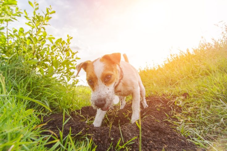 17 Dog Breeds for Hunting Rats & Mice: Info, Pictures, & Traits