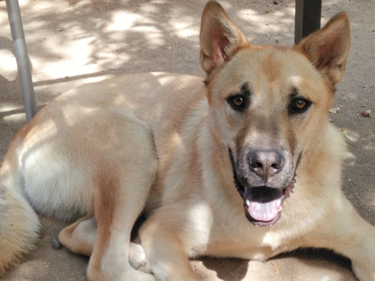 Boxer & Husky Mix (Boxsky) | Dog Breed Info: Pictures, Traits