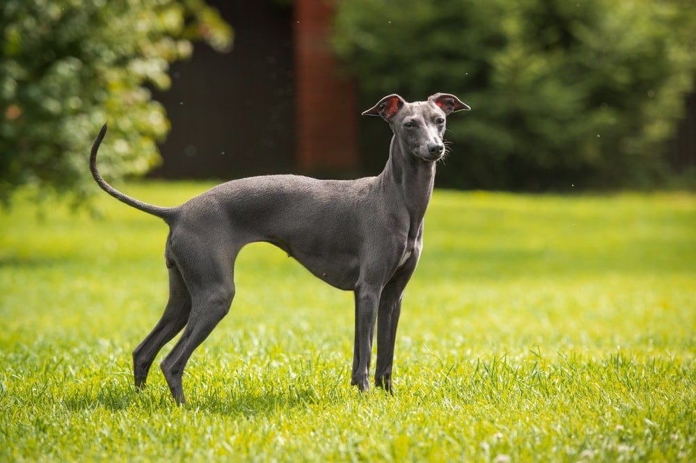 20 Low-Maintenance Dog Breeds For Busy Owners (With Info & Pictures)