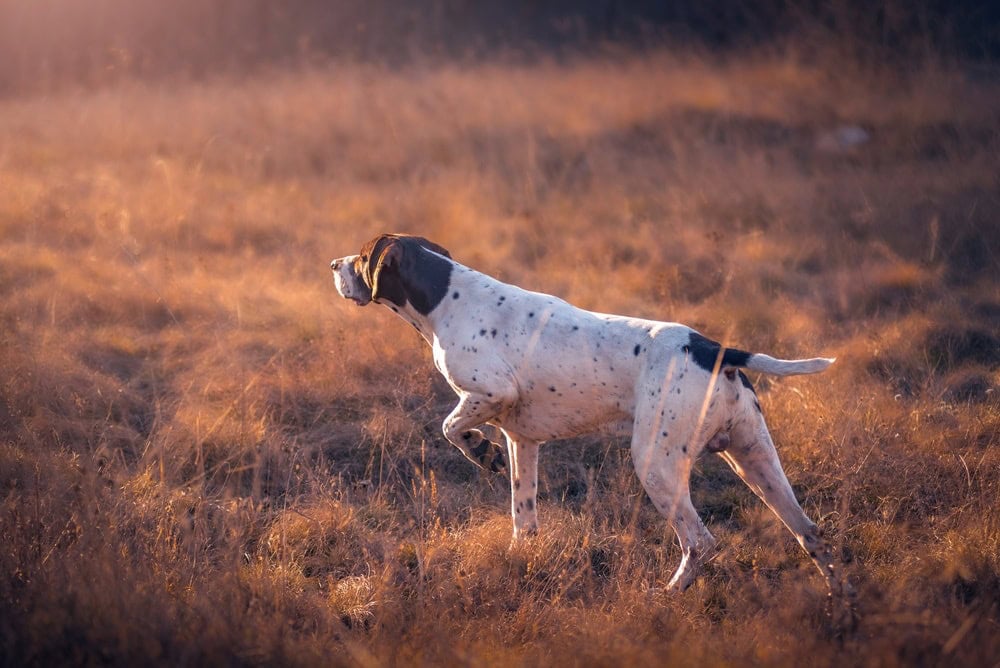 10 Clever Pointer Mixed Breeds (With Info & Pictures)