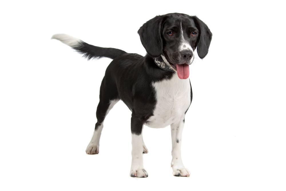 Bocker (Beagle & Cocker Spaniel Mix): Info, Pictures, Facts