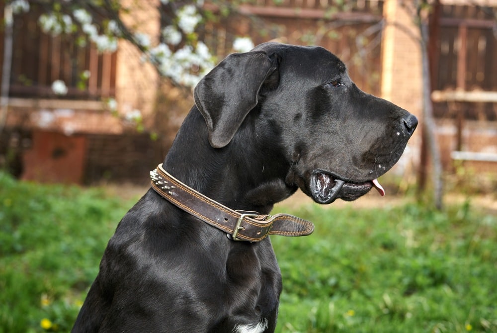 Labradane (Labrador Retriever & Great Dane Mix): Info, Pictures, Facts