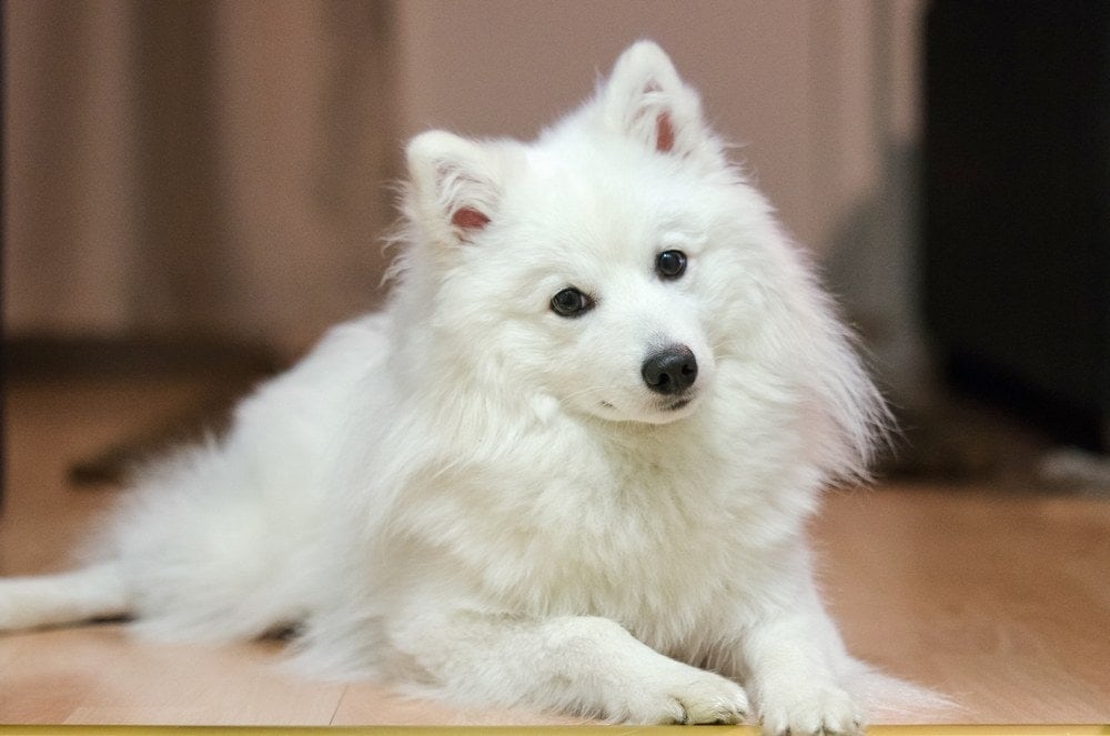 Top 20 Dogs That Look Like Polar Bears (With Pictures)