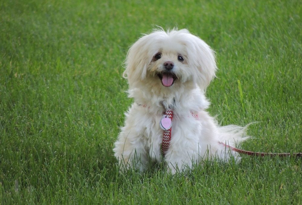 Havaton (Havanese & Coton de Tulear): Info, Pictures, Facts