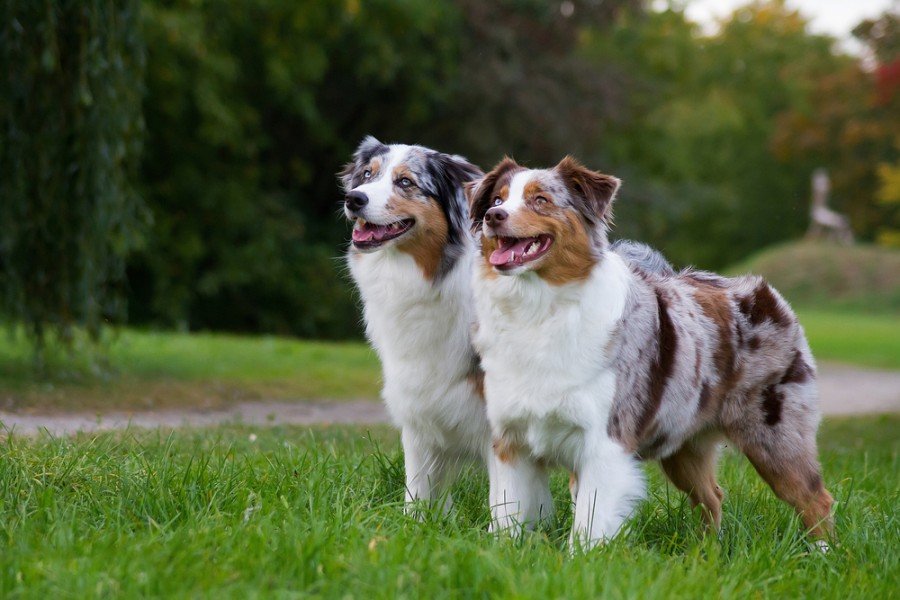 australian shepherds