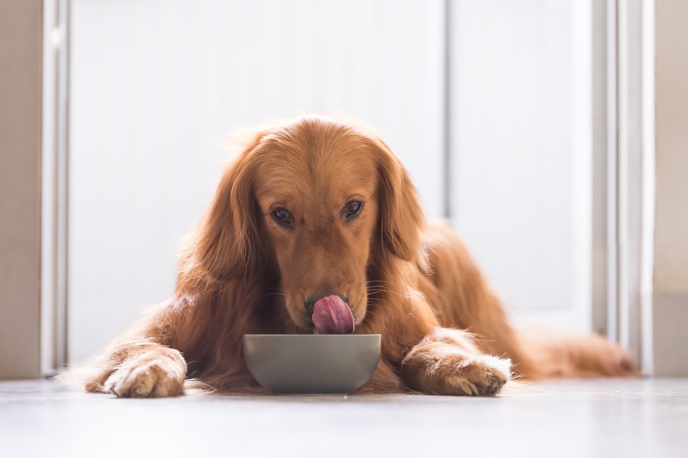 10 Healthiest Dog Foods - 2026 Reviews & Top Picks