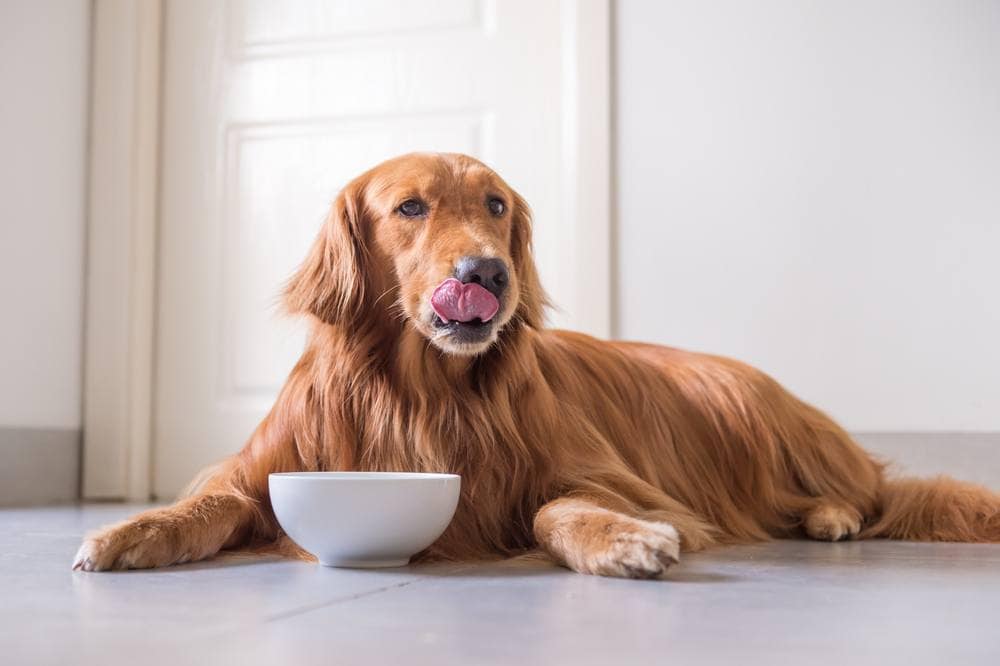 5 Best Dog Food Subscriptions in Australia in 2026 - Reviews & Top Picks