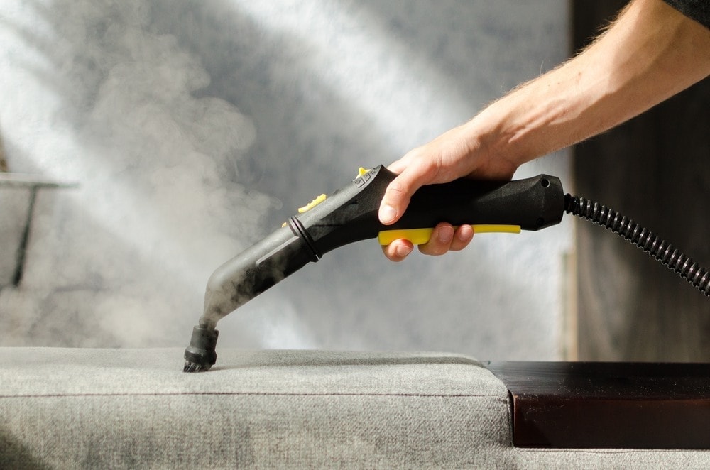 Does Steam Cleaning Kill Fleas? Vet Approved Facts & Tips