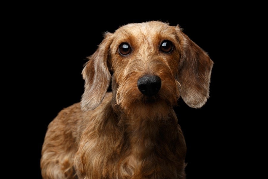 Silky Wire-Haired Dachshund: Info, Pictures, Origin & History