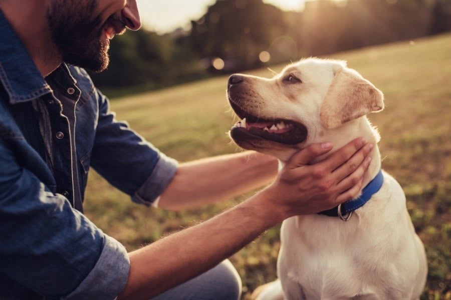 9 Dog Breeds That Are Least Likely to Bite (With Info & Pictures, Vet-Reviewed)