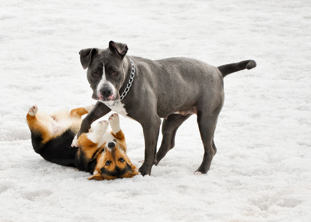 Corgi Pit (Pitbull & Corgi Mix): Info, Pictures, Characteristics & Facts