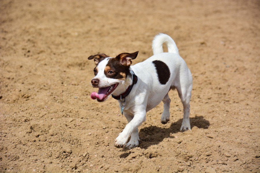 Raggle (Beagle & Rat Terrier Mix): Info, Pictures, Care & More