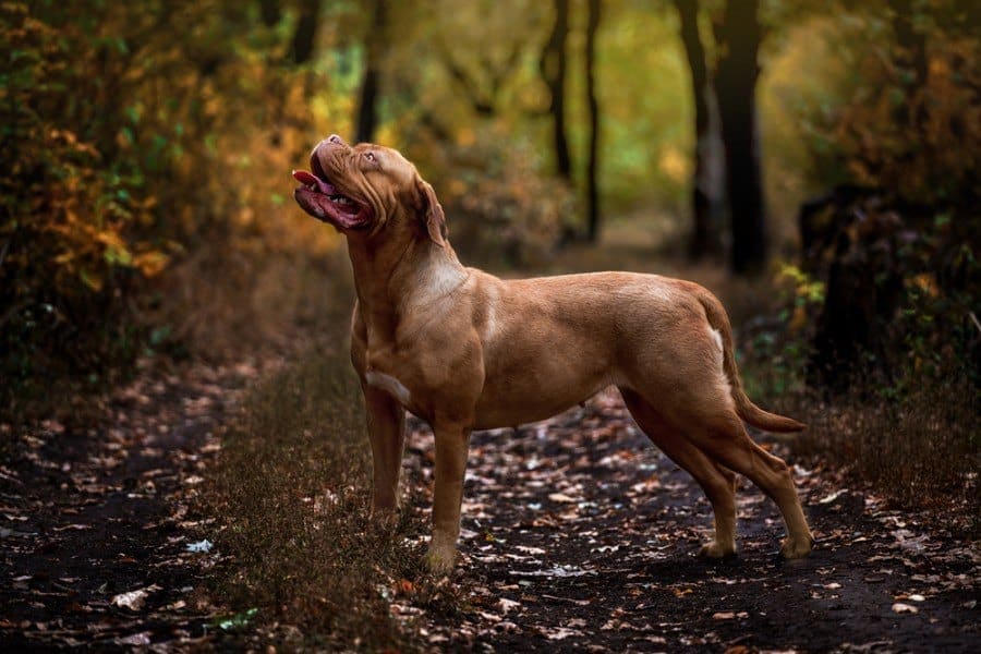 Ultimate Mastiff (Dogue de Bordeaux & Neapolitan Mastiff Mix): Info, Pictures, Characteristics & Facts