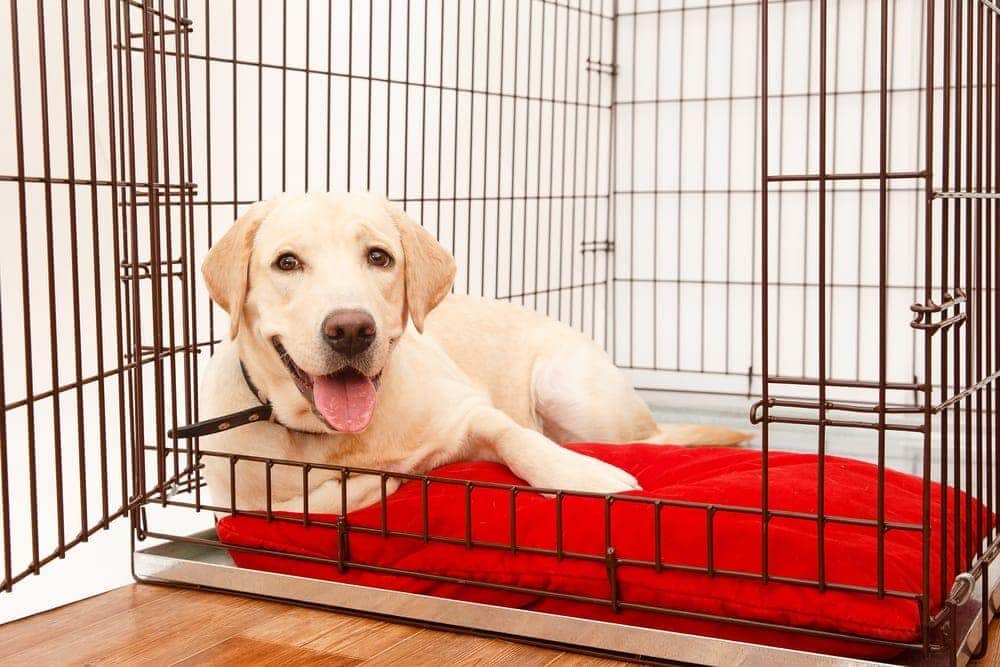 How Long Does It Take to Crate Train a Dog? Tips, Do's & Dont's