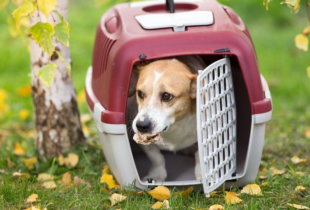 10 Best Travel Crates for Dogs - 2026 Reviews & Top Picks