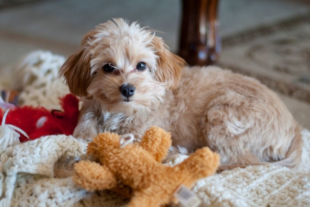 Malchi (Maltese & Chihuahua Mix): Info, Pictures, Characteristics & More