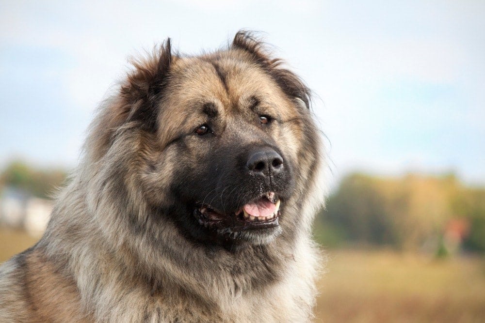 Caucasian Shepherd Dog (Ovcharka): Pictures, Info, Facts & Traits