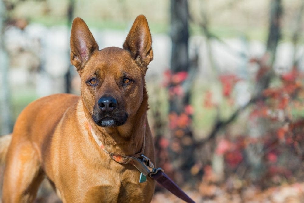 Akita Pit (Akita & Pitbull Mix): Info, Pictures, Characteristics & Facts